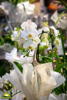 montage orchidée